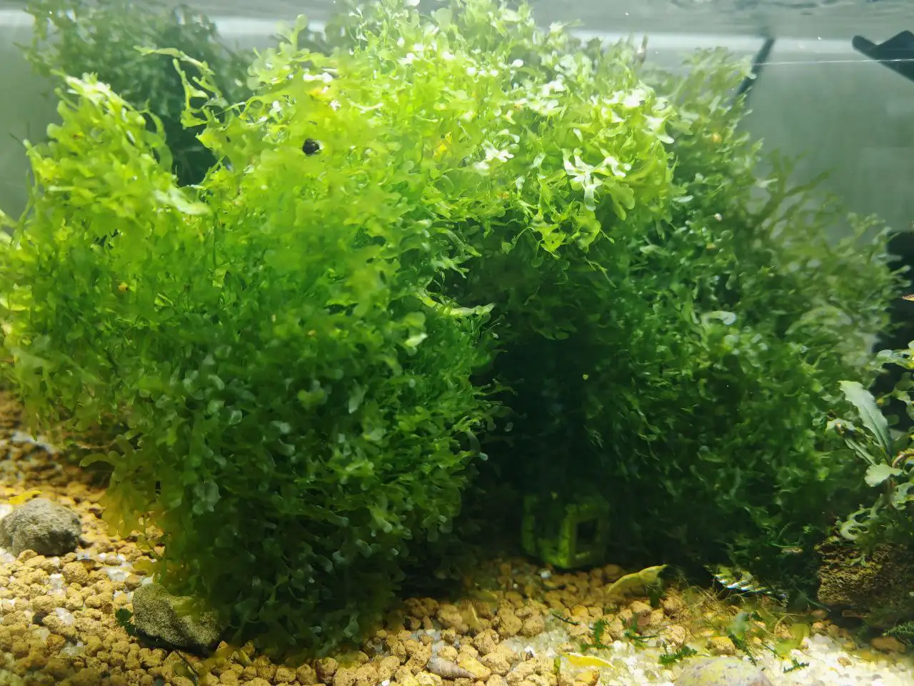 Аквариумный мох - Аквариумистика (Хобби и отдых) в Томск