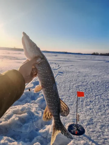 Продажа оснащённых жерлиц - Туристическое снаряжение в Томск