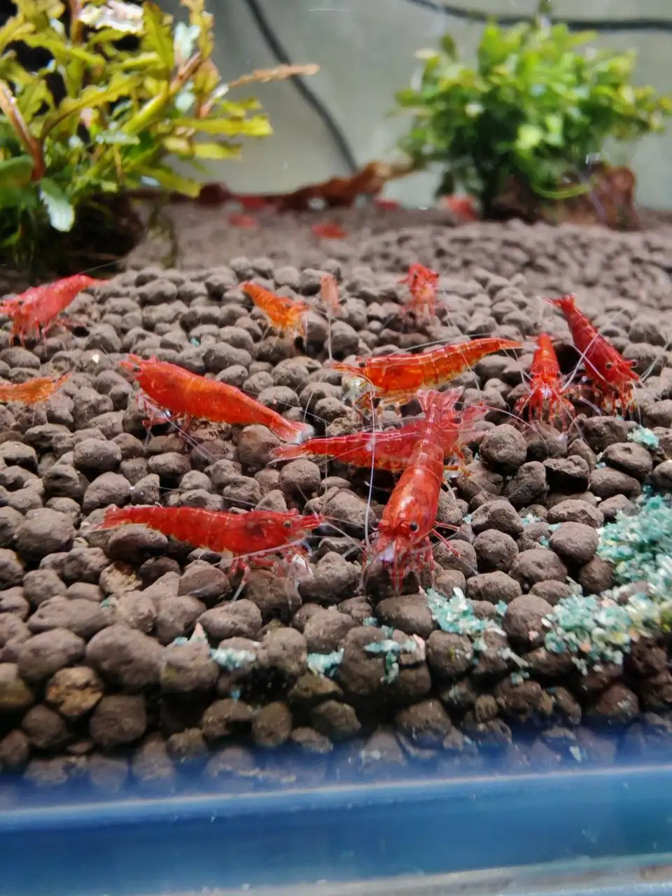 Красные огни - Барахолка в Томск