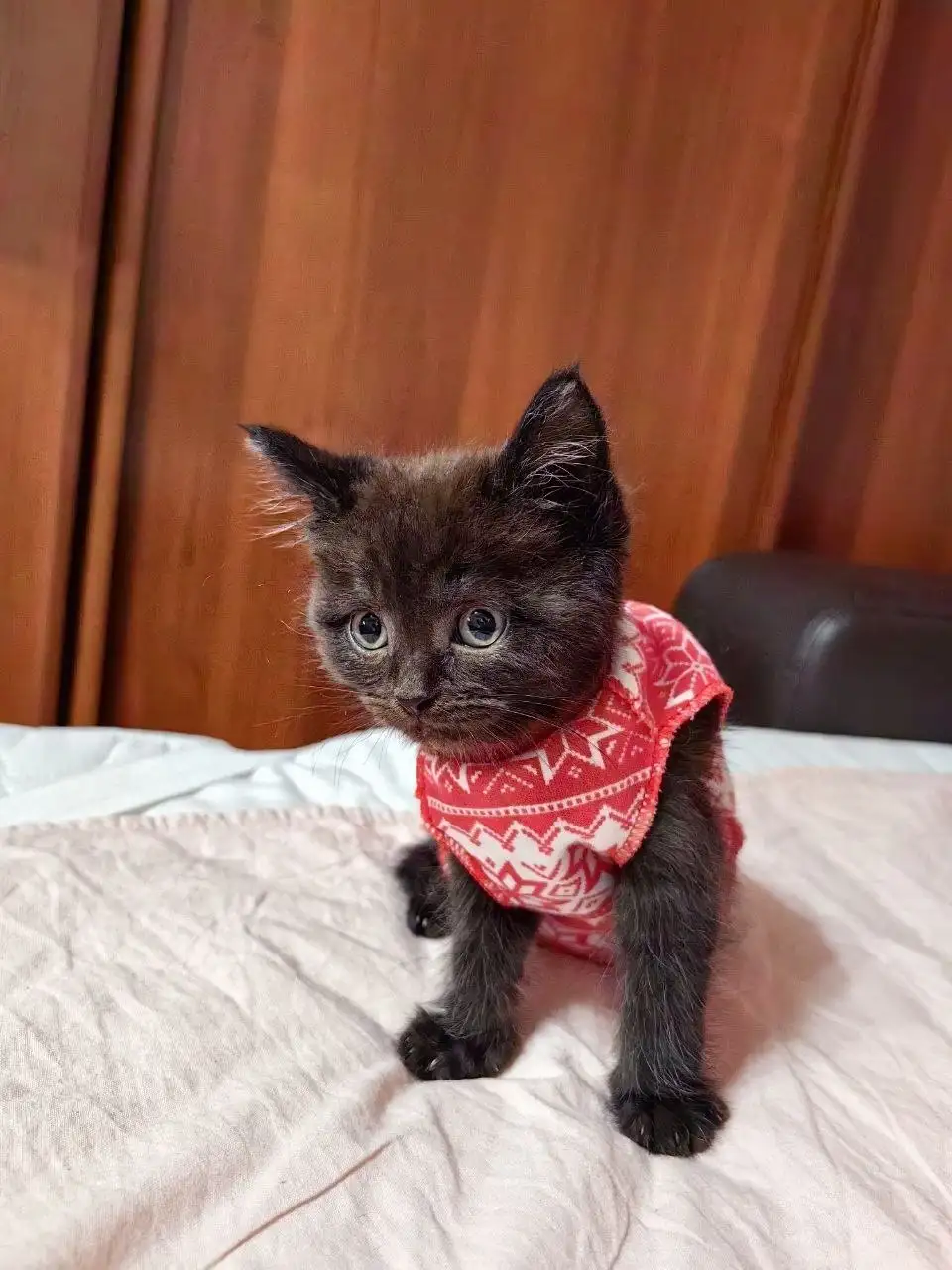 Котенок мальчик ищет хозяев - Кошки (Животные) в Томск