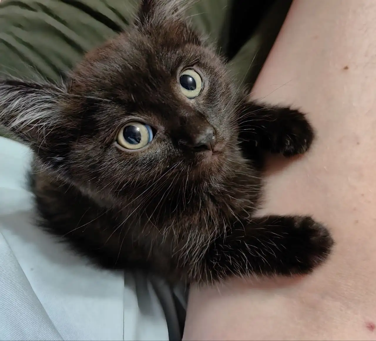 Котенок мальчик ищет хозяев - Кошки (Животные) в Томск