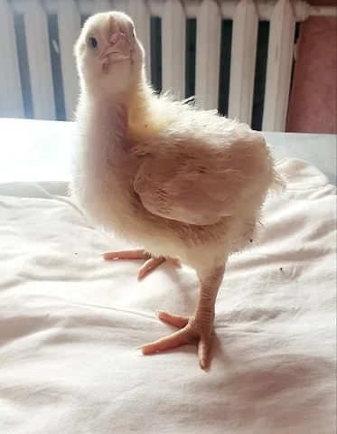 Продажа суточных и 14-дневных цыплят бройлера - Животные в Томск