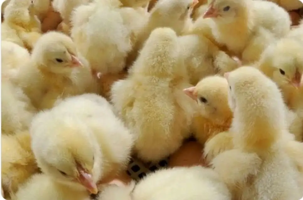 Продажа цыплят бройлеров - Птица (Животные) в Томск