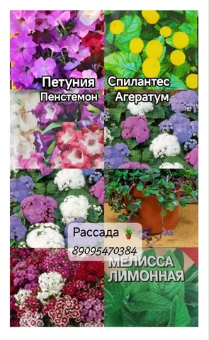 Продам рассаду - Мебель и интерьер в Томск