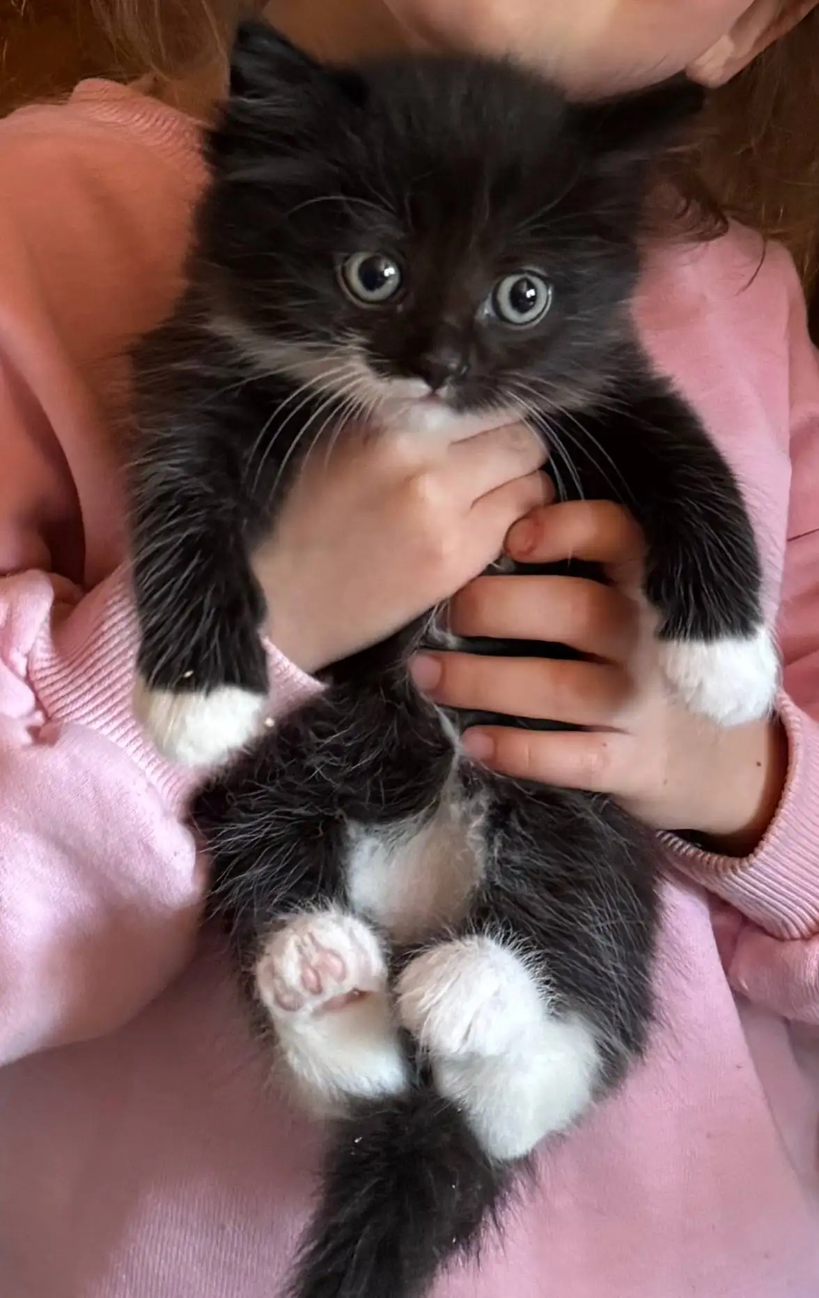 Отдам котят в добрые руки - Кошки (Животные) в Томск