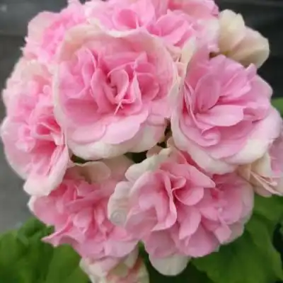 Распродажа саженцев, семян и луковиц цветов - Сад и огород (Хобби и отдых) в Арзамас