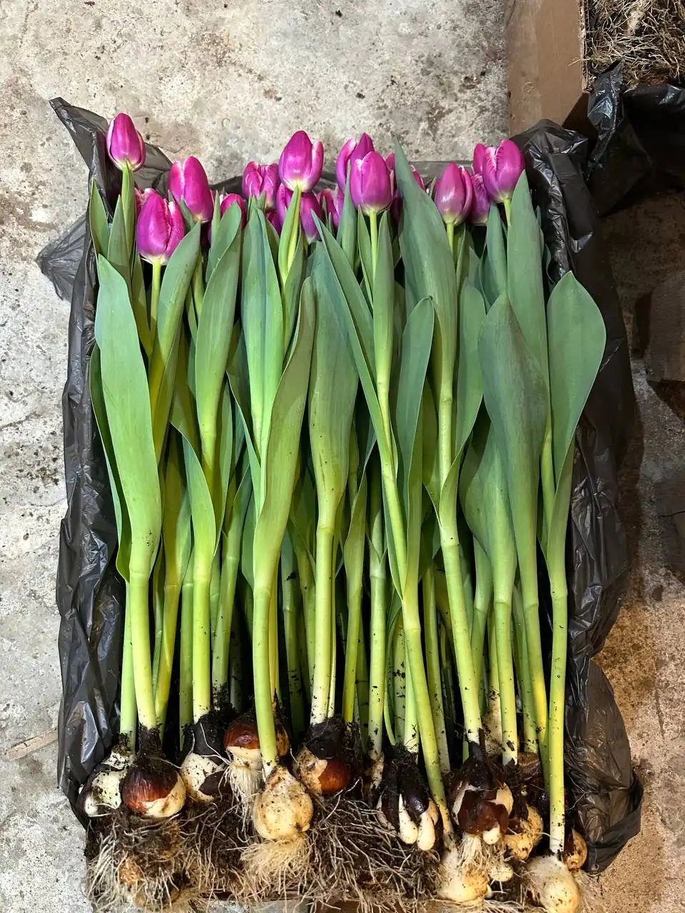 Распродажа саженцев, семян и луковиц цветов - Сад и огород (Хобби и отдых) в Арзамас