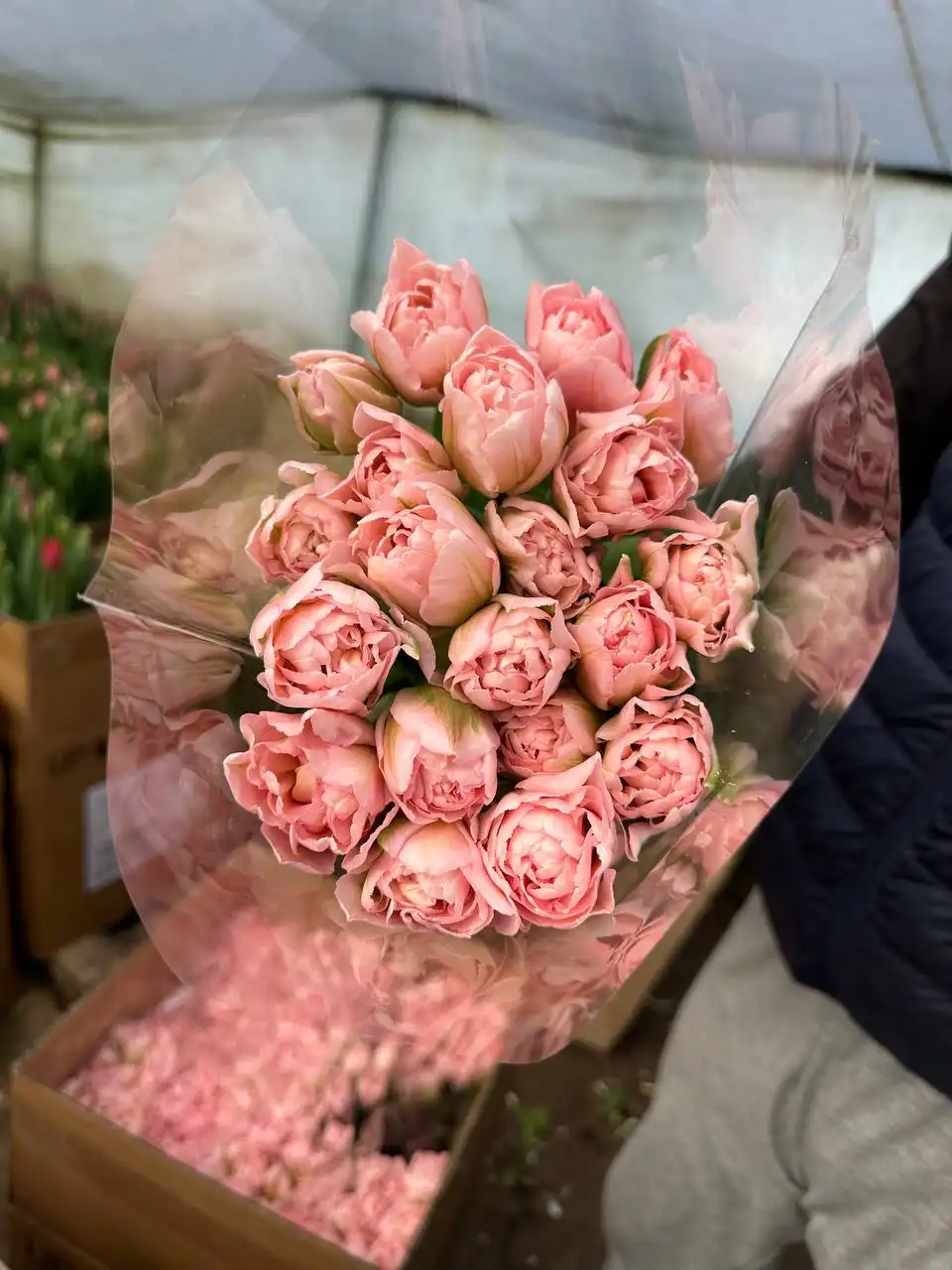 Распродажа саженцев, семян и луковиц цветов - Сад и огород (Хобби и отдых) в Арзамас