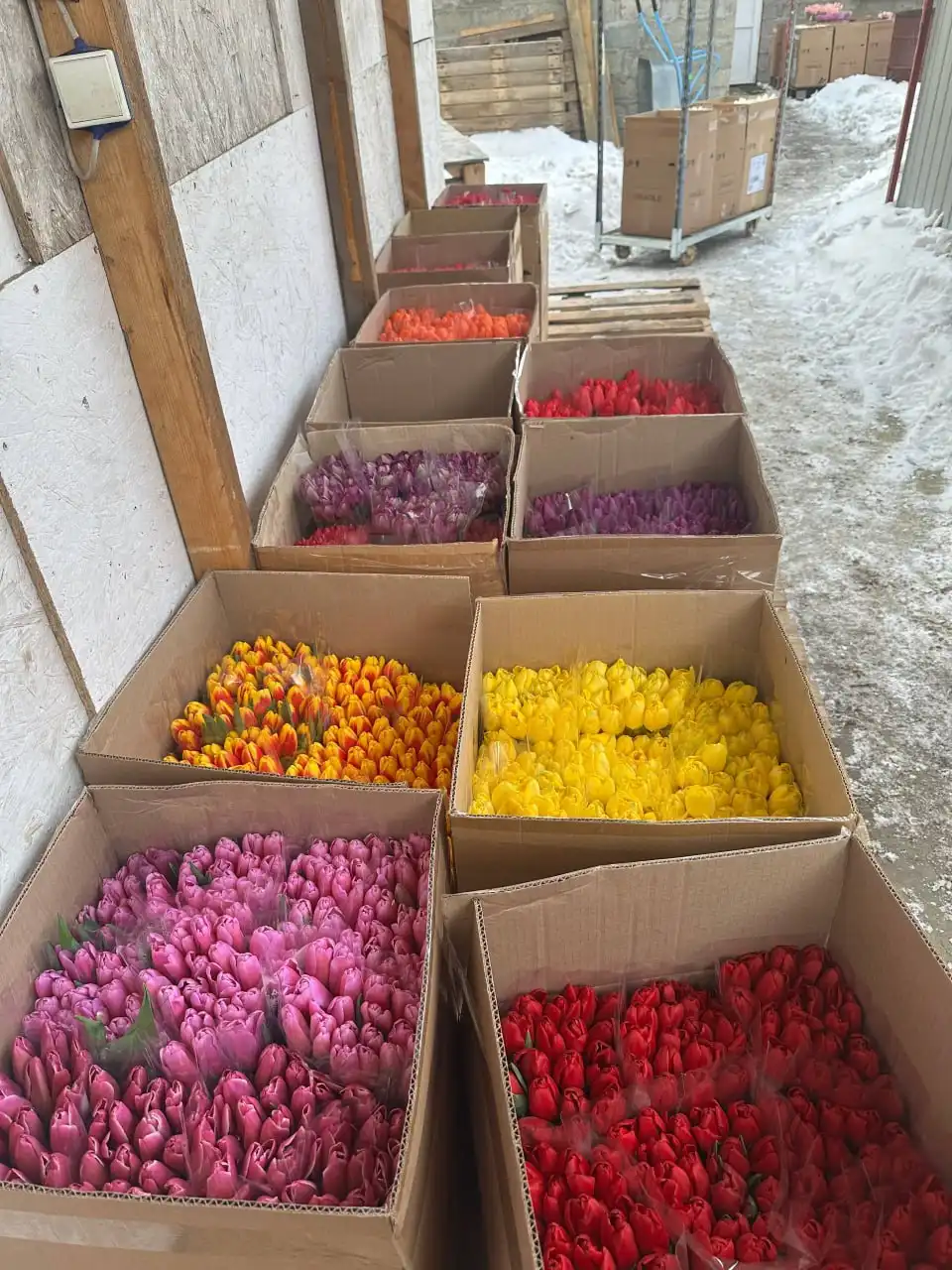 Распродажа саженцев, семян и луковиц цветов - Сад и огород (Хобби и отдых) в Арзамас