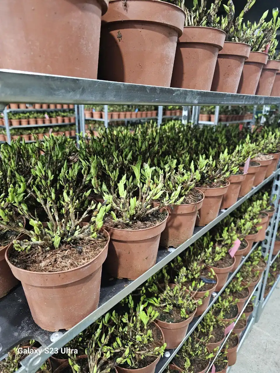 Распродажа саженцев, семян и луковиц цветов - Сад и огород (Хобби и отдых) в Арзамас