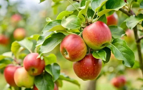 Саженцы плодовых, ягодных и декоративных культур от производителя - Бытовая химия в Барнаул