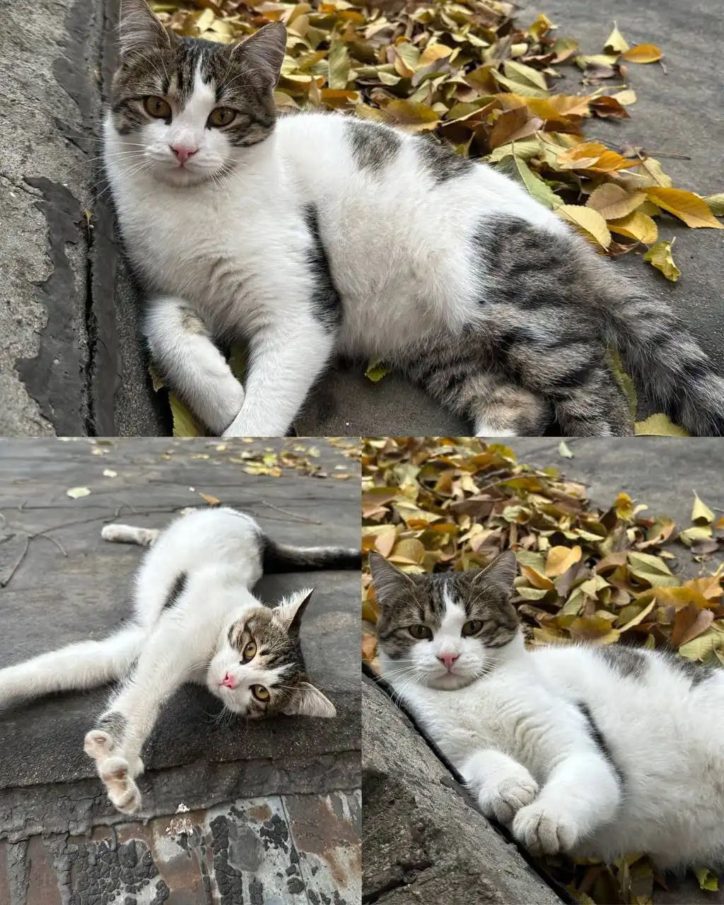 Бездомный котик ищет хозяев