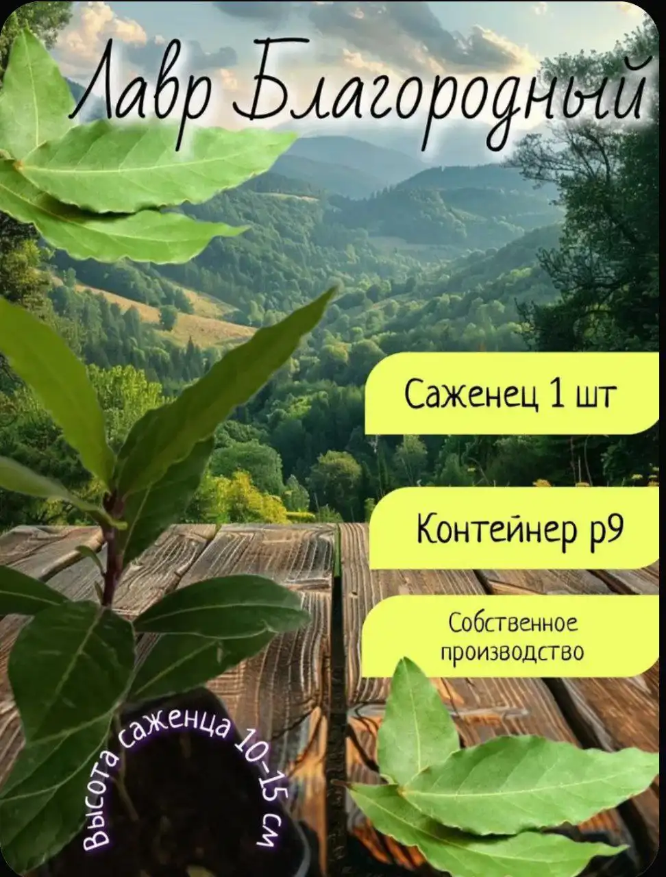 Саженец лаврового листа в горшке