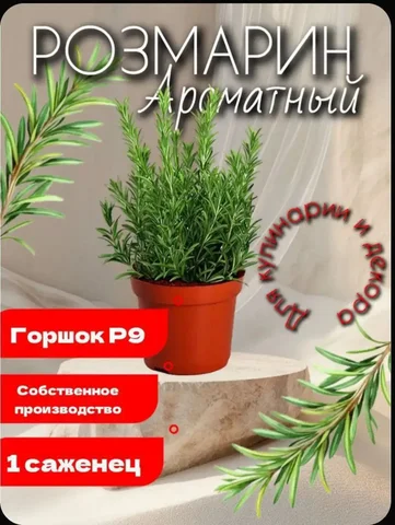 Саженец розмарина в контейнере - Хобби и отдых в Ставропольский край