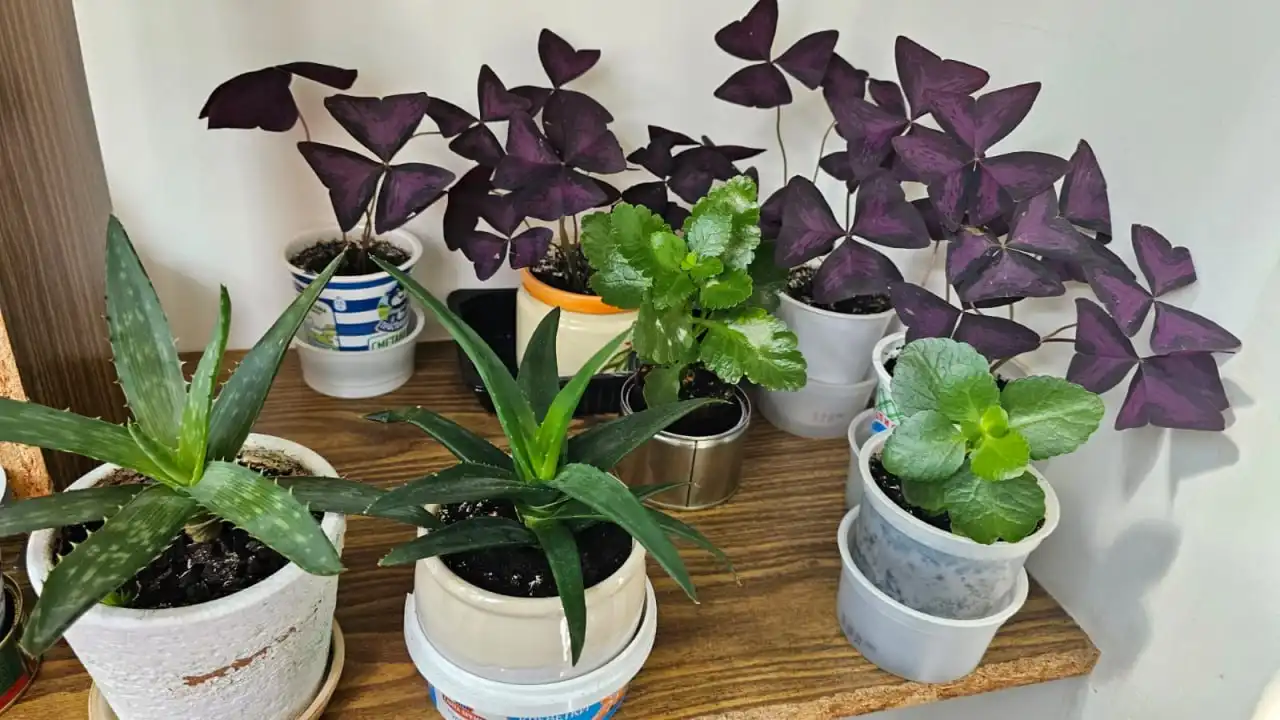 Распродажа цветов в ассортименте