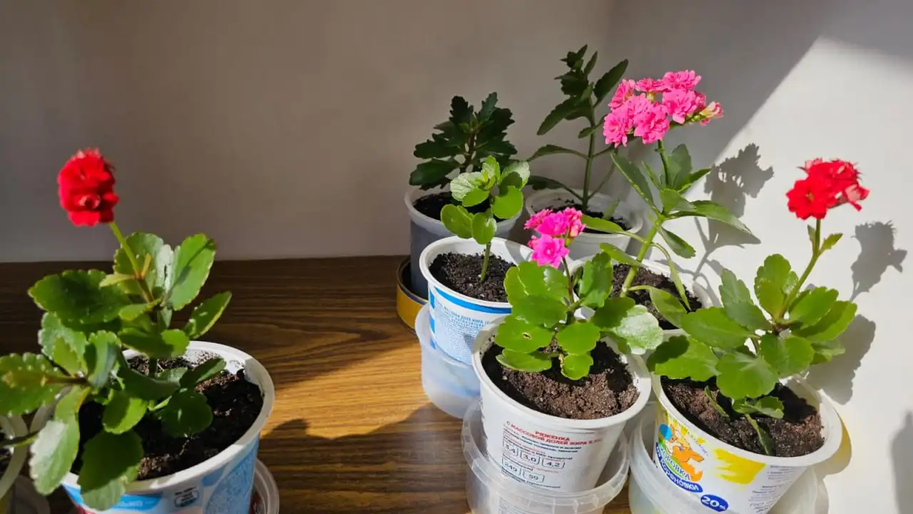 Распродажа цветов в ассортименте