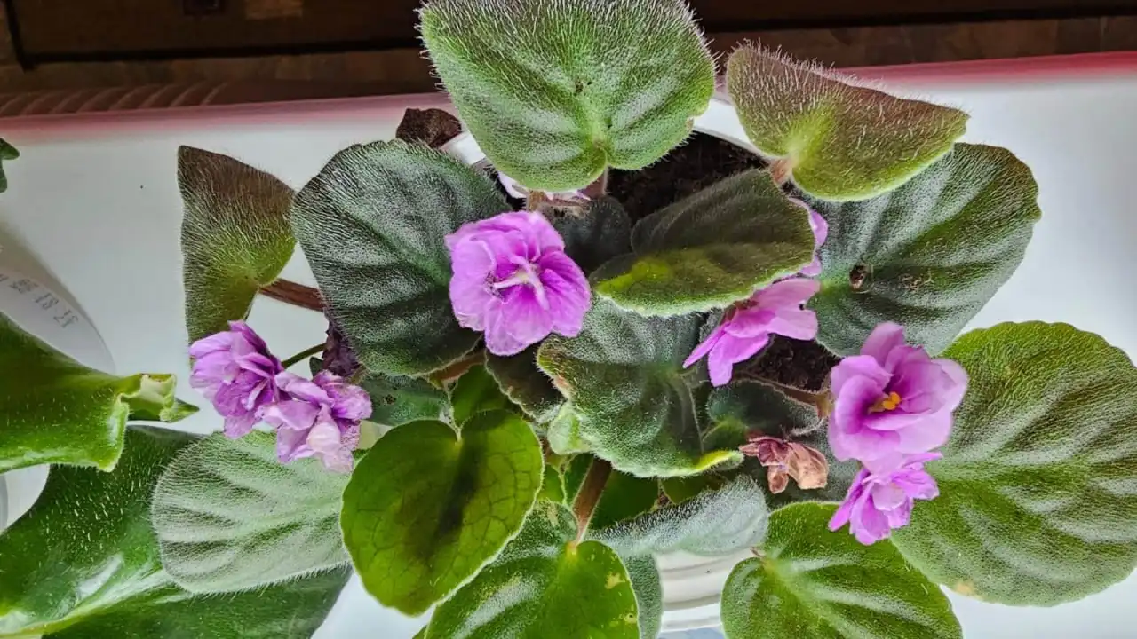 Распродажа цветов в ассортименте