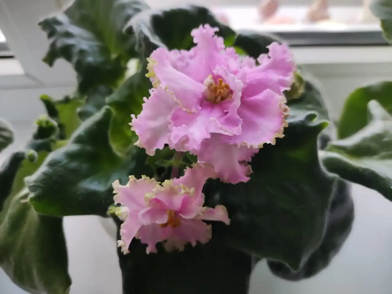 Распродажа цветов в ассортименте