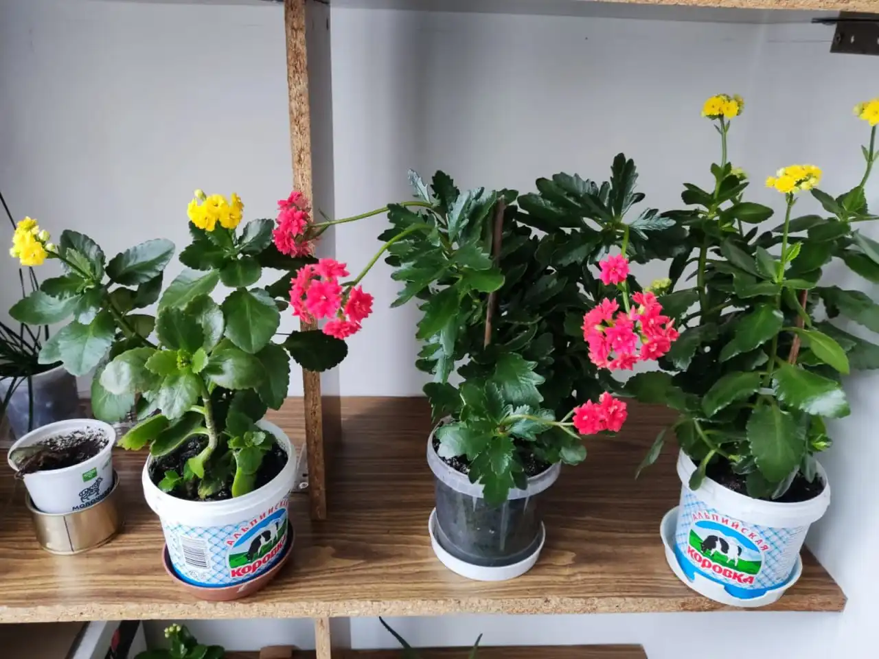 Распродажа цветов в ассортименте