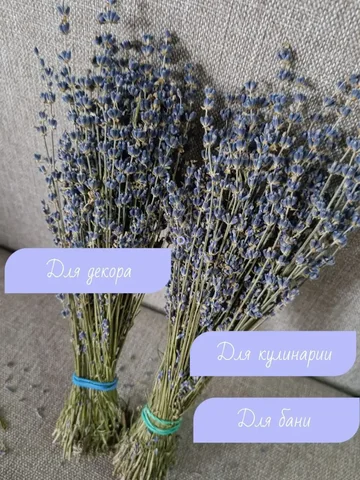 Лаванда сухоцвет ароматная - Хобби и отдых в Ставропольский край