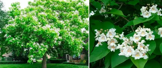 Саженцы Катальпа (дерево счастья) - Для дома и дачи в Ставрополь