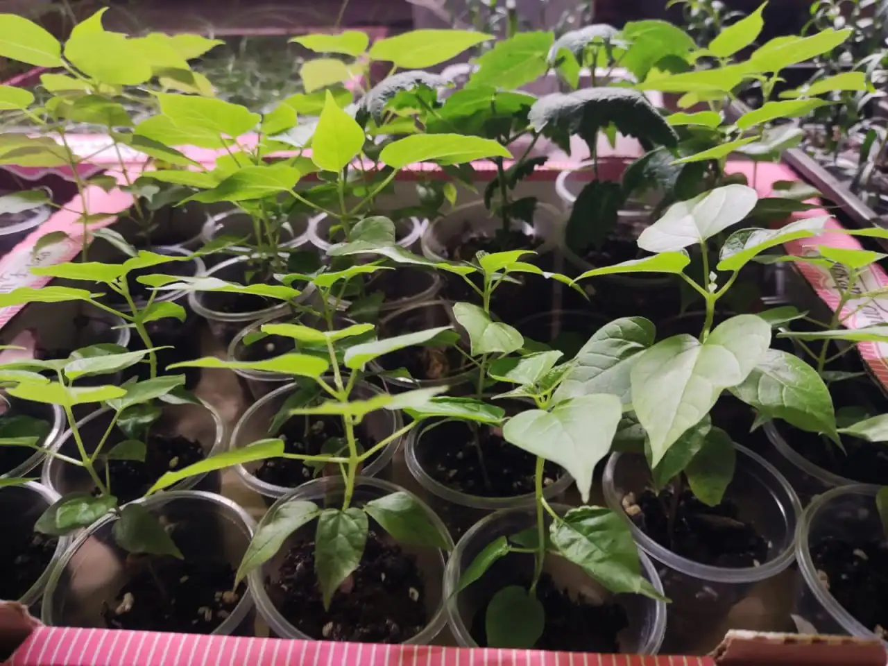 Саженцы Катальпа (дерево счастья)