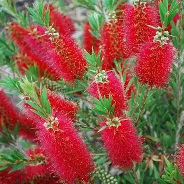 Продажа саженцев каллистемона (Callistemon) - Хобби и отдых в Ставрополь