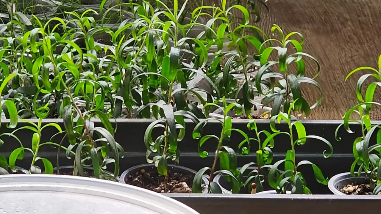 Продажа саженцев каллистемона (Callistemon) - Растения (Хобби и отдых) в Ставрополь