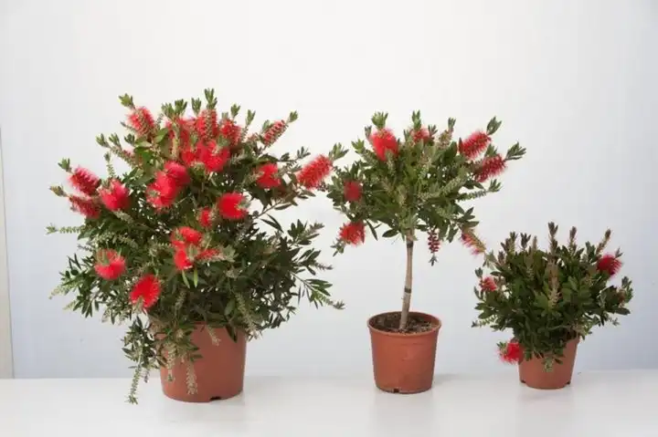 Продажа саженцев каллистемона (Callistemon) - Растения (Хобби и отдых) в Ставрополь