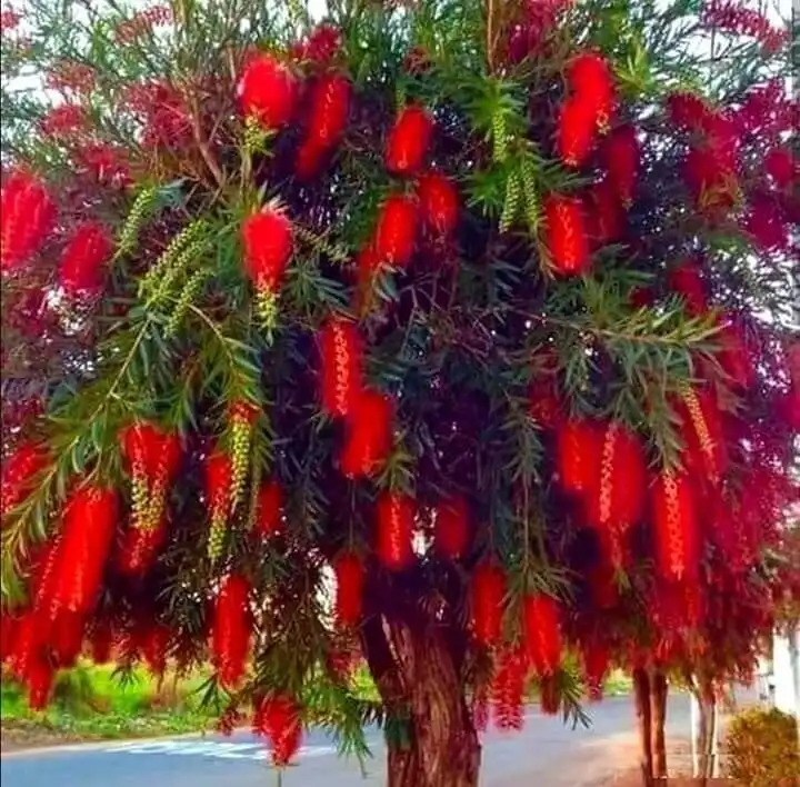 Продажа саженцев каллистемона (Callistemon) - Растения (Хобби и отдых) в Ставрополь