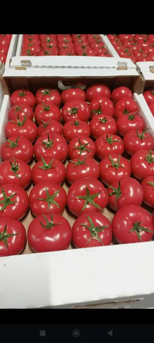 Продажа супер помидоров в Ставропольском крае - Барахолка в Ставропольский край