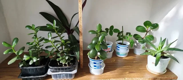 Распродажа цветов в Ставрополе - Воздушные шары в Ставрополь