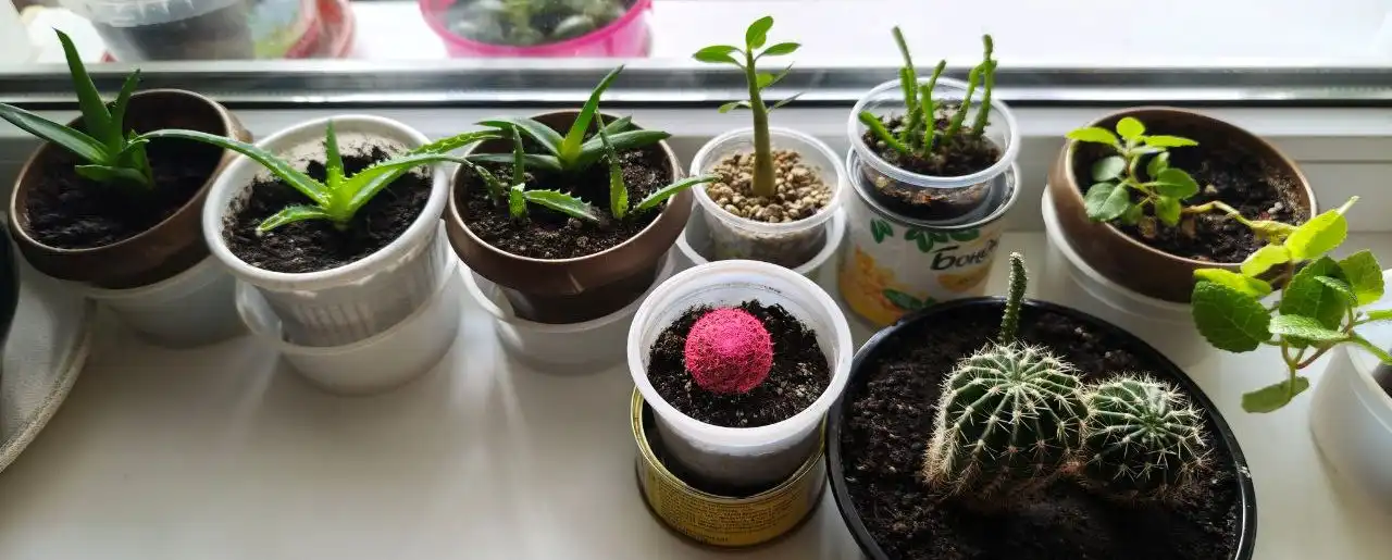 Распродажа цветов в Ставрополе - Растения и цветы (Хобби и отдых) в Ставрополь