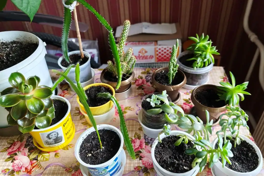 Распродажа цветов в Ставрополе - Растения и цветы (Хобби и отдых) в Ставрополь