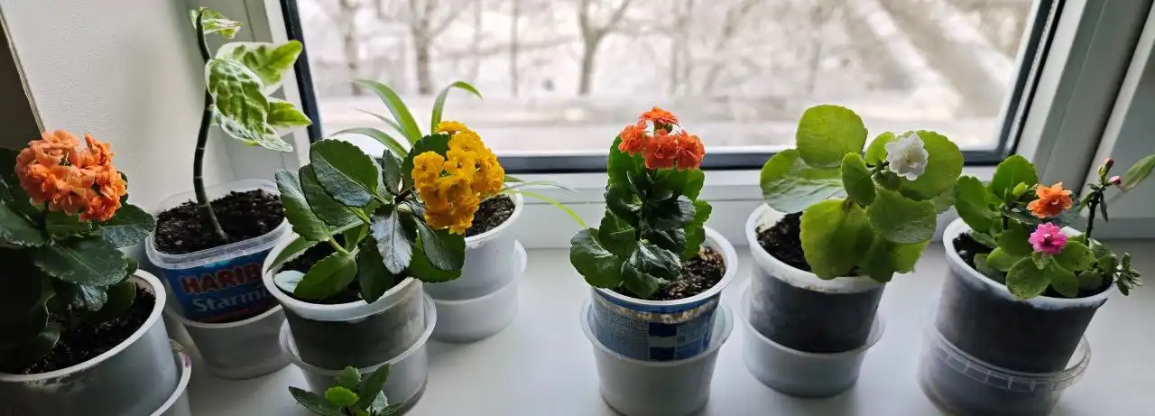 Распродажа цветов в Ставрополе - Растения и цветы (Хобби и отдых) в Ставрополь