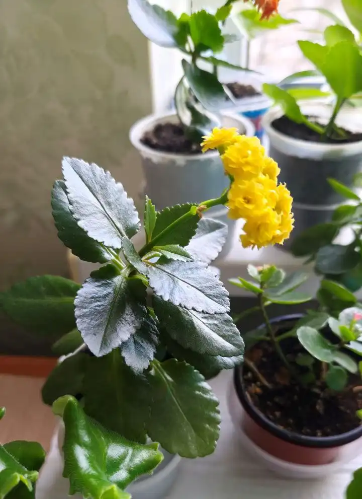 Продажа цветущих каланхоэ в Ставрополе - Растения в Ставрополь