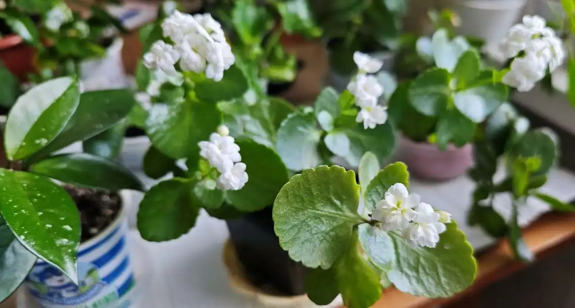 Продажа цветущих каланхоэ в Ставрополе - Растения в Ставрополь