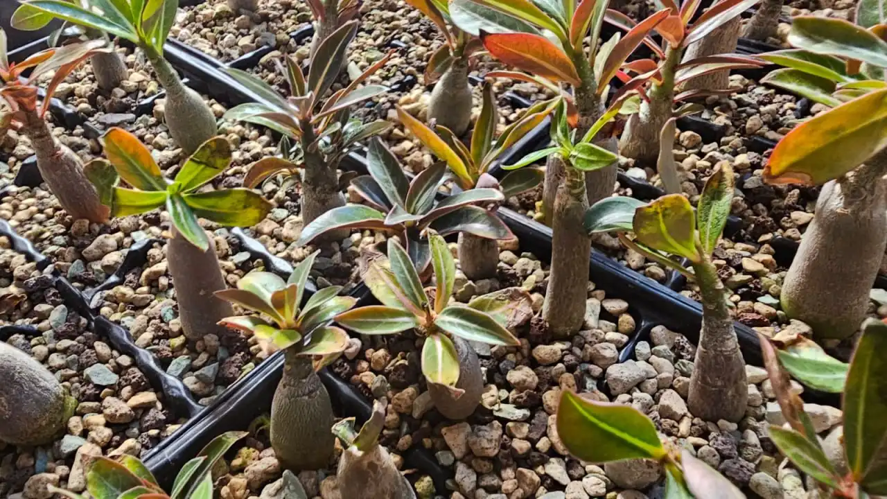 Продажа саженцев Адениум 'Роза пустынь' - Растения (Хобби и отдых) в Ставрополь