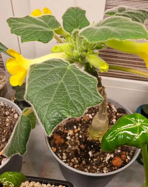 Продажа раритетного суккулента Ункарина - Рукоделие в Ставрополь