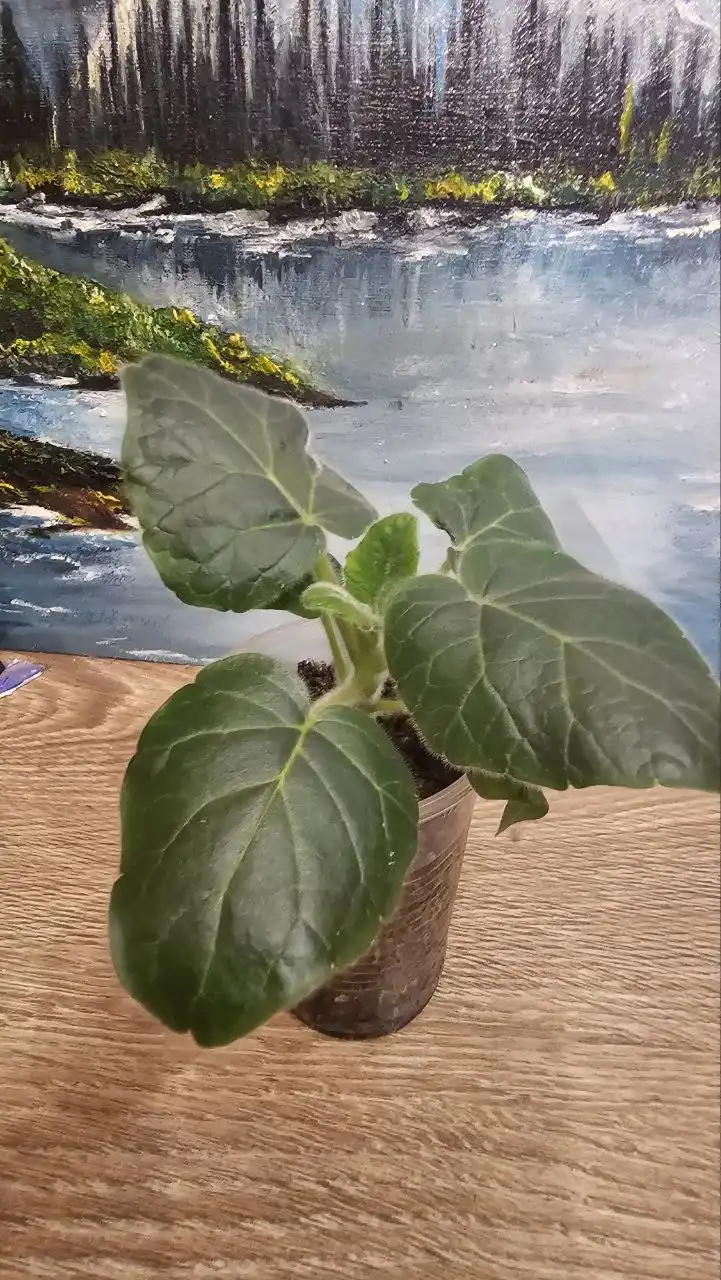 Продажа раритетного суккулента Ункарина - Растения (Хобби и отдых) в Ставрополь