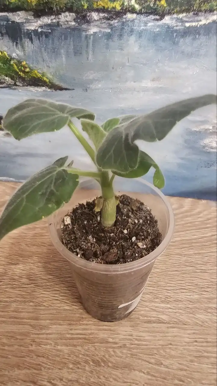 Продажа раритетного суккулента Ункарина - Растения (Хобби и отдых) в Ставрополь