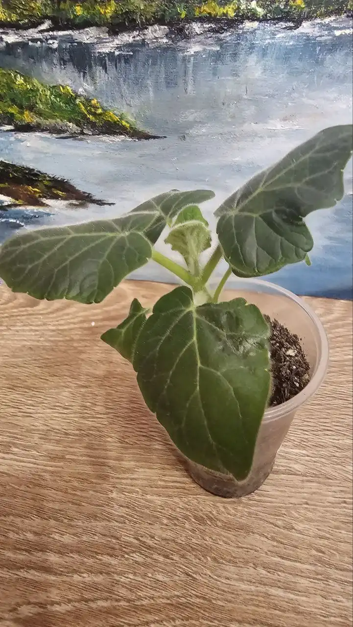 Продажа раритетного суккулента Ункарина - Растения (Хобби и отдых) в Ставрополь