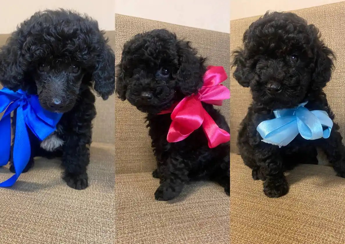 Щенки пуделя - частное объявление в Уфа