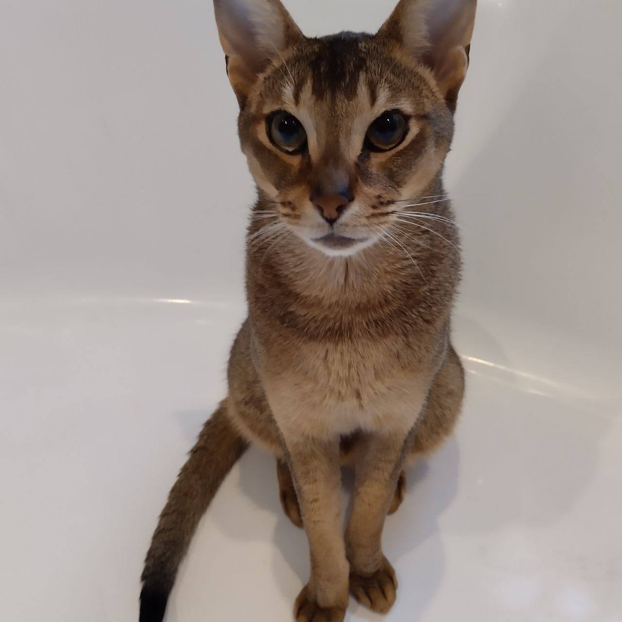 Абиссинец Сима ищет дом