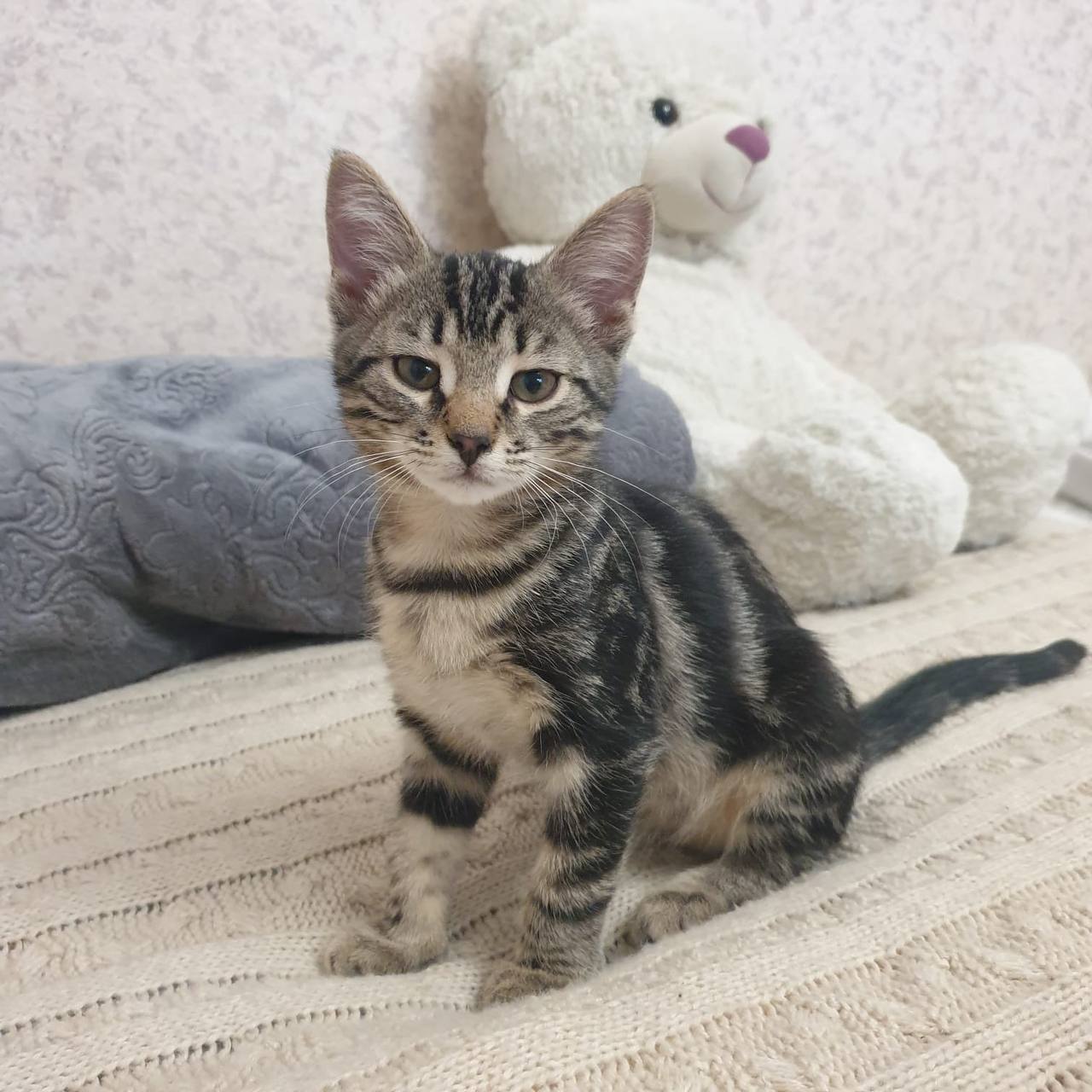 Котёнок девочка в добрые руки