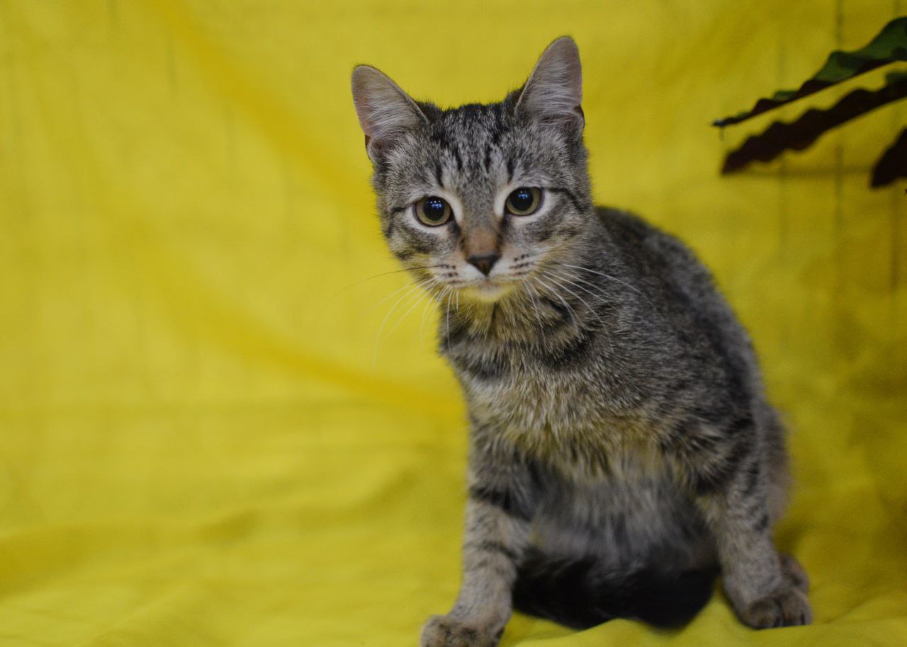 Полосатый котенок с грустными глазами в поисках дома