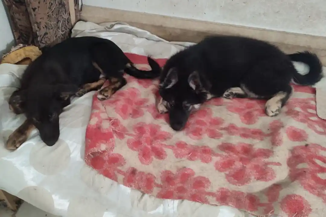 Помогите спасти щенков