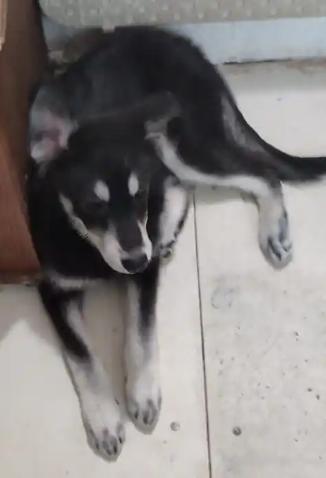 Помогите спасти щенков