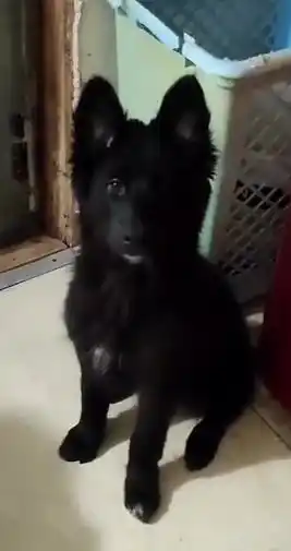 Помогите спасти щенков