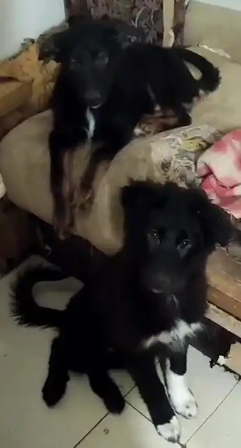 Помогите спасти щенков